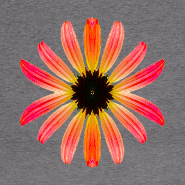 Pretty Multicolored Daisy by Amanda1775